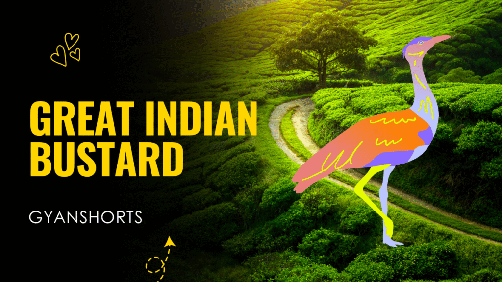 greatindianbustard